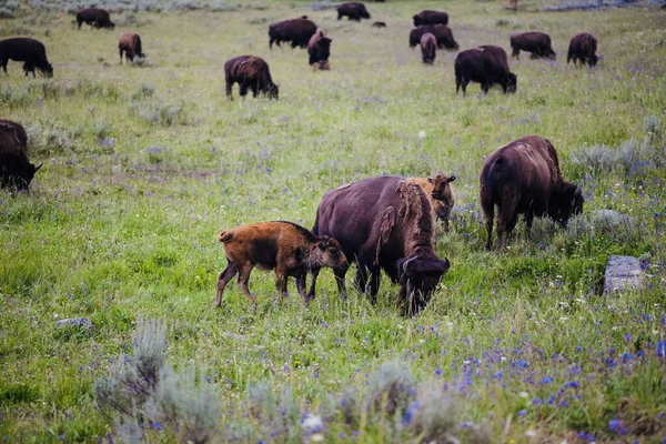 Pohled Divoké Americké Bisony Pasoucí Zelené Pastvině — Stock fotografie