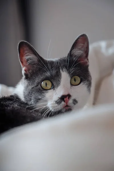 Eine Vertikale Nahaufnahme Einer Entzückenden Gefleckten Katze Mit Grünen Augen — Stockfoto