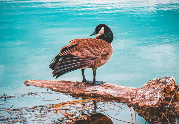 Una Hermosa Toma Ganso Pie Tronco Árbol Flotante Orillas Del — Foto de Stock