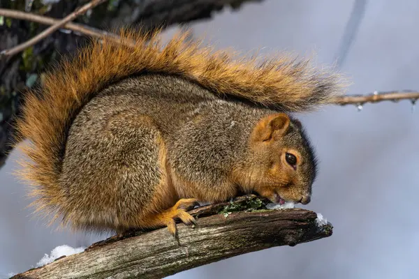 Close Esquilo Bonito Comendo Neve Uma Árvore — Fotografia de Stock