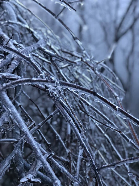 Primer Plano Ramas Nevadas —  Fotos de Stock