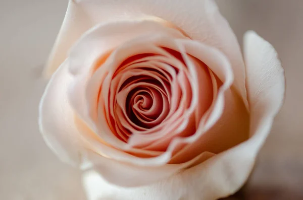Closeup Shot Beautiful Rose — Stock Photo, Image