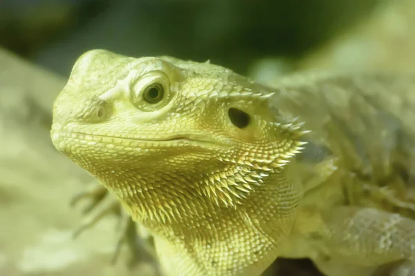 Detailní Záběr Zeleného Vousatého Draka Zoo Rozmazaném Pozadí — Stock fotografie