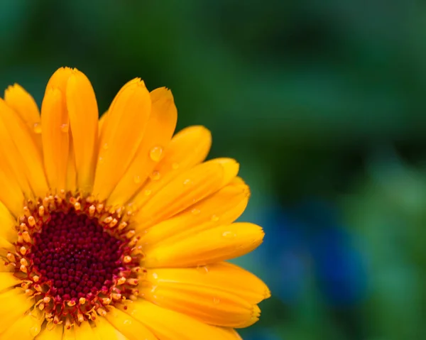 Selektywny Żółty Kwiat Rogu — Zdjęcie stockowe