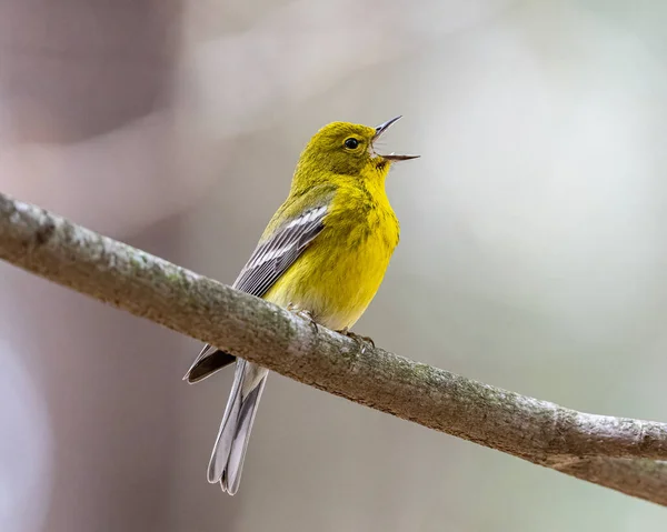 Een Ondiepe Focus Shot Van Een Gele Vogel Warbling — Stockfoto