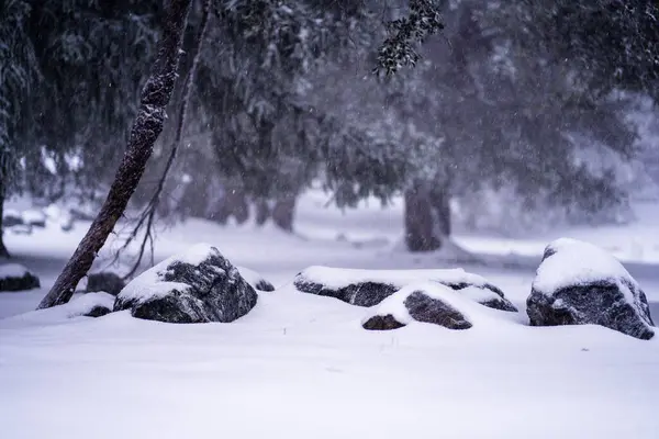 Uma Pedra Chão Completamente Cobertos Neve Uma Floresta Sul Califórnia — Fotografia de Stock