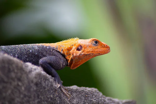 Lézard Agama Tête Rouge Mâle Reposant Sur Mur Jardin Béton — Photo