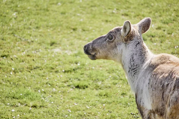 Beautiful Shot Finnish Forest Reindeer — Stock Photo, Image