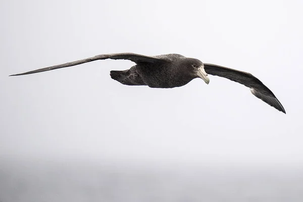 Ένα Ιπτάμενο Γιγάντιο Πετρέλ Πουλί Που Ψάχνει Για Θήραμα Ένα — Φωτογραφία Αρχείου