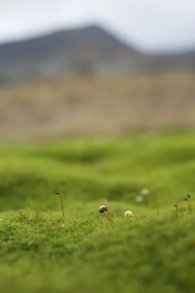 Een Verticale Macro Shot Van Gras Tegen Wazige Achtergrond — Stockfoto