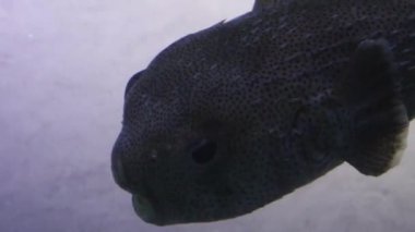 Charlotte, Kuzey Carolina 'daki Discovery Place' deki bir akvaryumdan çekilen dev bir kahverengi balığın hareketi.
