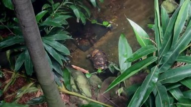 Doğa müzesindeki bitki ve palmiyelerle çevrili küçük bir kaplumbağa gölette yüzüyor.