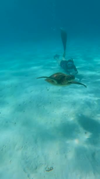 Una Vista Vertical Cerca Una Tortuga Verde Nadando Bajo Océano — Vídeo de stock