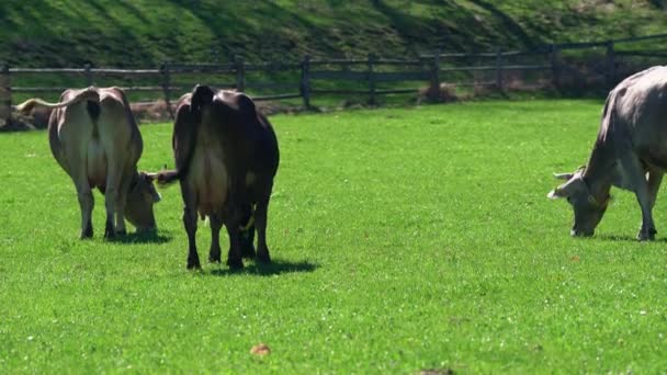 Carine Mucche Pascolo Prato Verde Alto Adige Italia Alpi — Video Stock