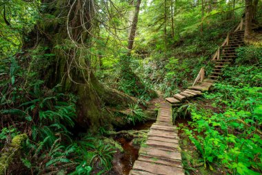 Büyük Ağaç Yolu, Meares Adası, Tofino, BC Kanada