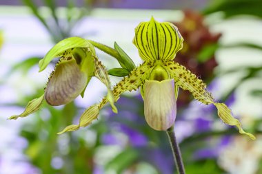 Paphiopedilum glanduliferum, Yeni Gine 'nin kuzeybatısına özgü bir orkide türü..