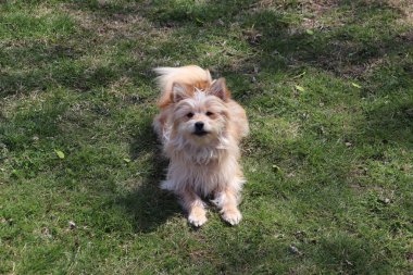 Bahçedeki yeşil çimlerin üzerinde kahverengi bir teriyerin yakın çekimi.