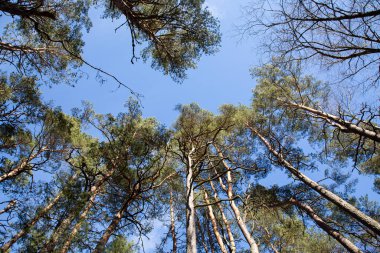 A low angle of trees with a blue sky background