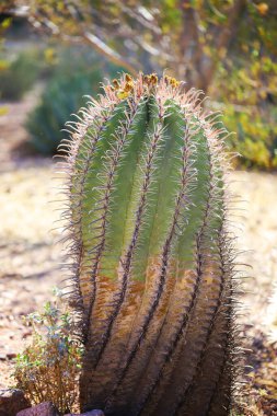 Güneşli bir günde çölde büyüyen Arizona Fıçı Kaktüsü 'nün yakın çekimi.
