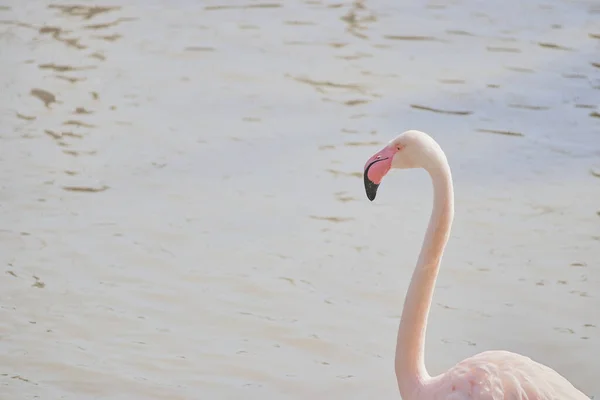 Eine Schöne Aufnahme Eines Flamingos — Stockfoto