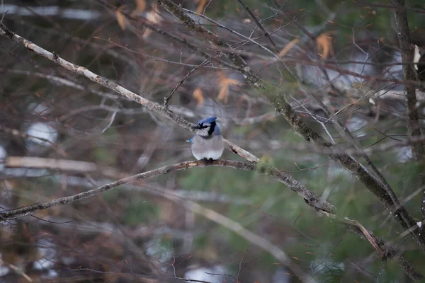 A tiny blue Jay bird sitting on tree branch