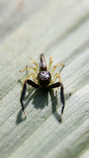 小蜘蛛在绿叶上模糊的背景上垂直拍摄的照片 — 图库照片