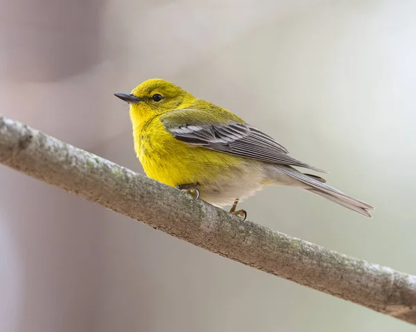 一只黄色可爱的小鸟栖息的浅浅的焦点镜头 — 图库照片