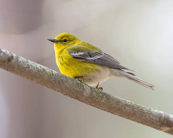 Plan Mise Point Peu Profond Oiseau Jaune Mignon Perché — Photo