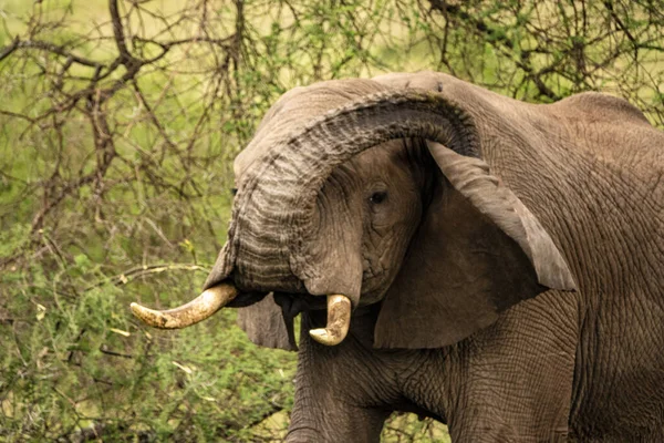 Grand Éléphant Dans Safari Dans Parc National Serengeti Tanzanie — Photo
