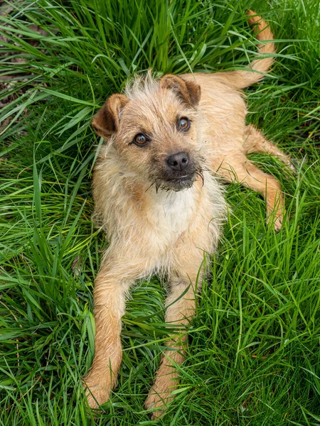 A furry border terrier relaxing on the grass in the park