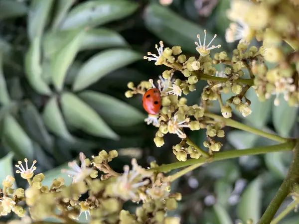 Primo Piano Verticale Una Coccinella Ramo Fiore — Foto Stock