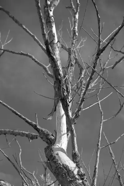 Вертикальний Знімок Гілок Сухого Дерева — стокове фото