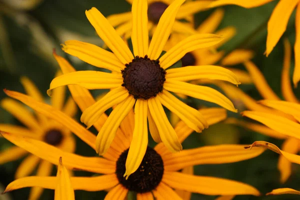 Egy Közeli Kép Fekete Szemű Susan Virágokról Elmosódott Háttérrel — Stock Fotó