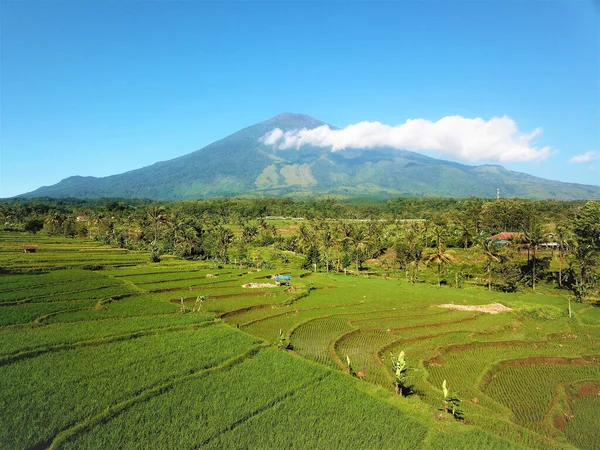 インドネシア西ジャワ州の農業のための緑のフィールドの空中ドローンショット — ストック写真