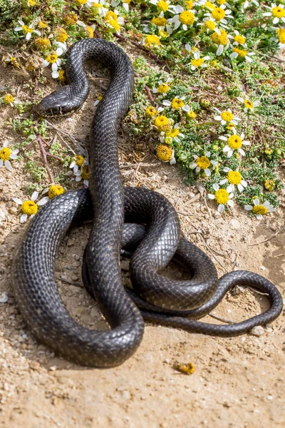 黒西部の鞭ヘビ ヒエロピスのウイルス性 カールアップし マルタ海カモミールの植物 Anthemis Urvilleanaの近くで日光浴 野生の爬虫類マルタ — ストック写真