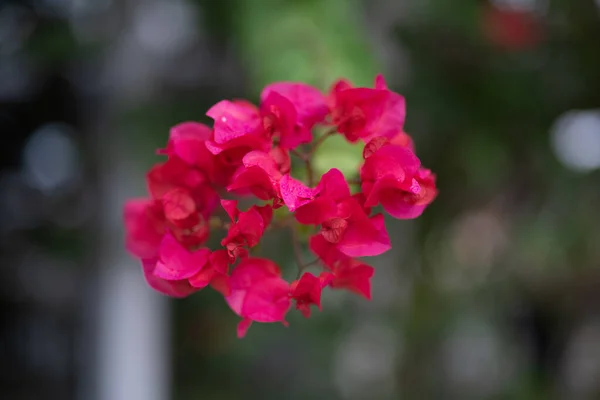 Κοντινό Πλάνο Ενός Ροζ Λουλουδιού Μπουκαμβίλια — Φωτογραφία Αρχείου