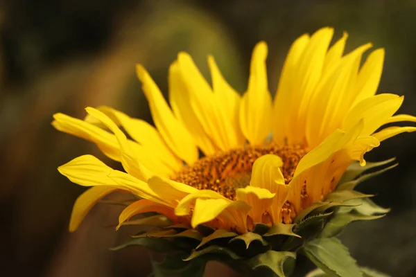 Gros Plan Intérieur Tournesol Jaune — Photo