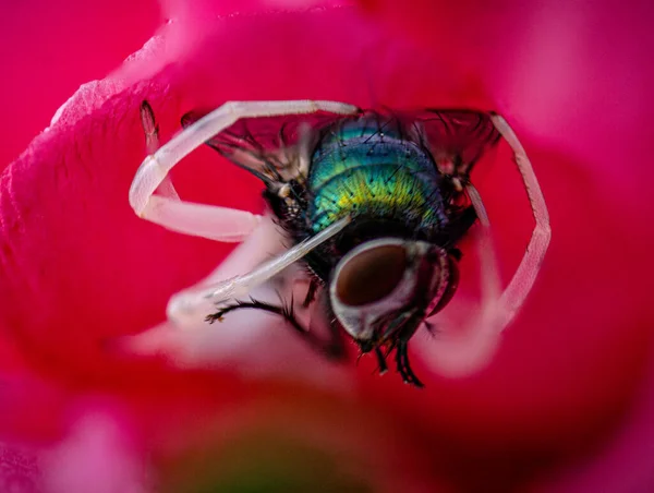 Closeup Shot Common Fly Blurry Background — Stock Photo, Image