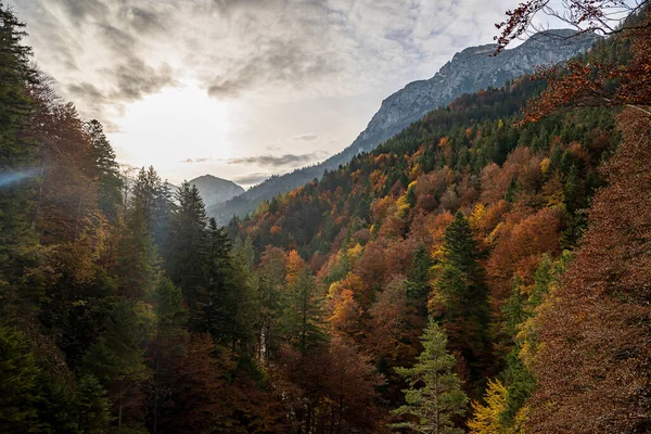 Ein Bunter Wald Mit Bergen Einem Bewölkten Himmel — Stockfoto
