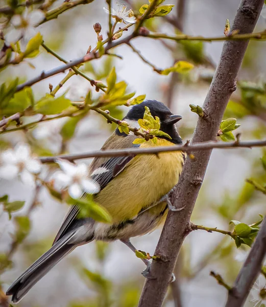 Vertical Shot Great Tit Bird Perching Tree Branch — Fotografia de Stock