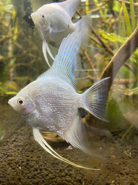 Eine Vertikale Nahaufnahme Von Zwei Schönen Weißen Fischen Einem Aquarium — Stockfoto