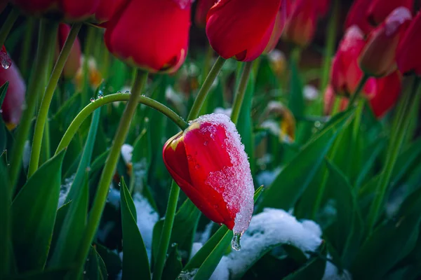 Close Belas Tulipas Vermelhas Cobertas Neve Inverno — Fotografia de Stock