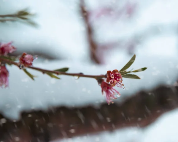 在开着粉红花朵的花树上选择性地拍摄雪景 — 图库照片