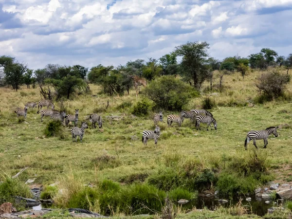 Eine Gruppe Impalas Serengeti Nationalpark Tansania — Stockfoto