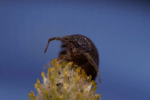 Zbliżenie Ujęcie Woodlouse Kwiatku Niebieskim Tle — Zdjęcie stockowe