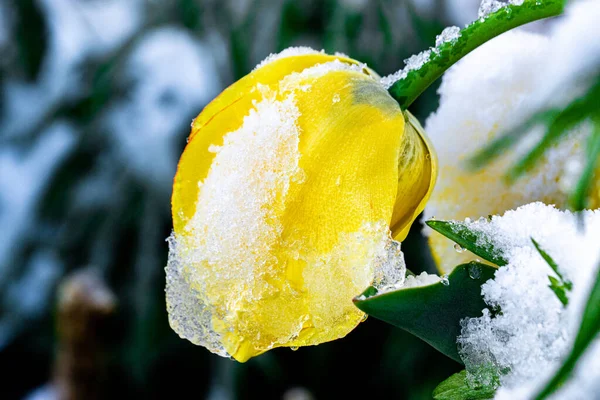 Closeup Beautiful Yellow Tulip Covered Snow Winter — Stock Photo, Image