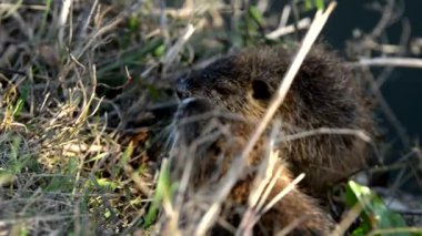 Nehir kenarında iki coypus (beslenme)