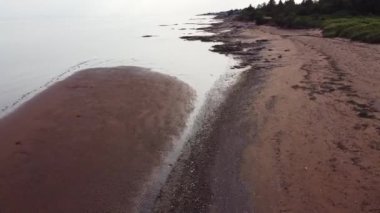 Deniz yosunlarıyla dolu kumlu bir sahil manzarası.