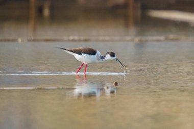 Himantopus himantopus kuşunun seçici bir odak noktası. Tahta bir rıhtımın yanında suda yürüyor.