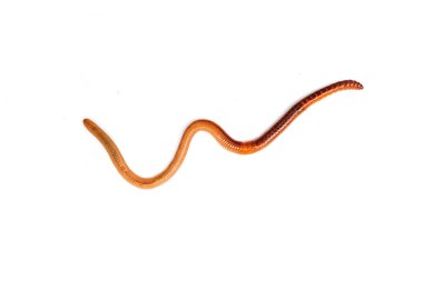 Beyaz bir arka planda izole edilmiş kahverengi bir solucan.